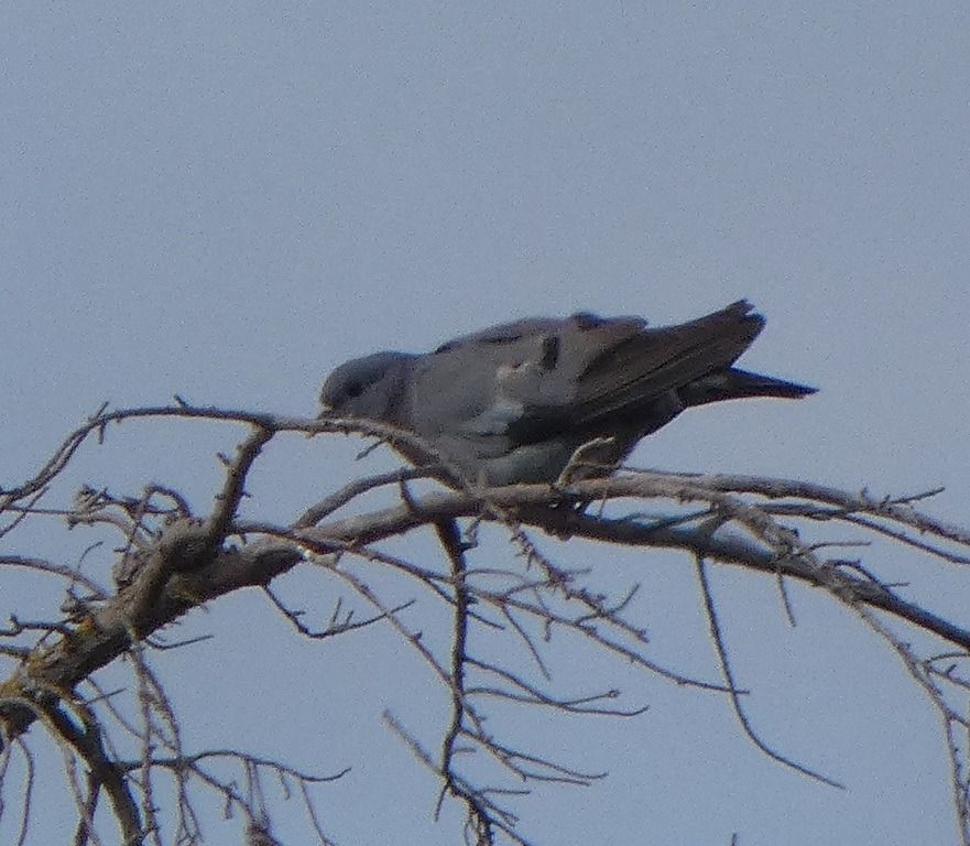 Pigeon colombin  - Magali Hivert