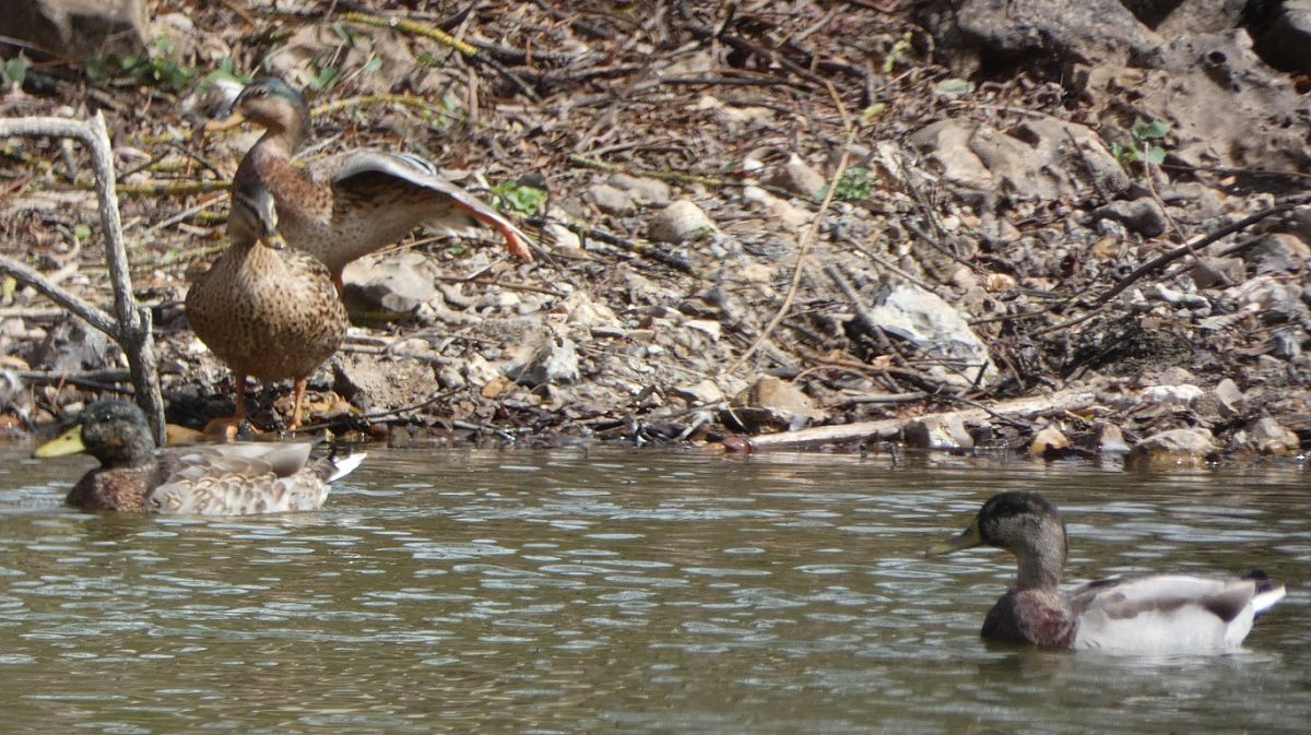 Canard colvert  - Magali Hivert