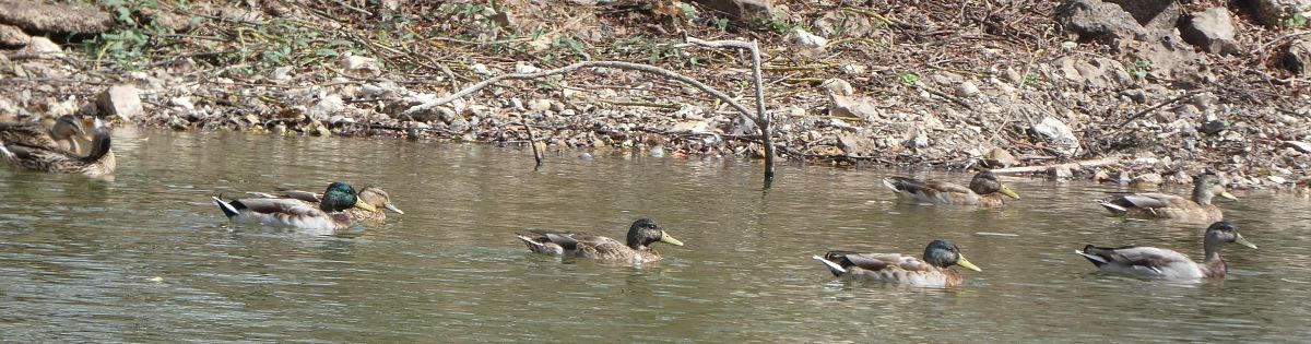 Canard colvert  - Magali Hivert