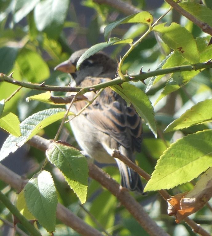 Moineau domestique  - Magali Hivert