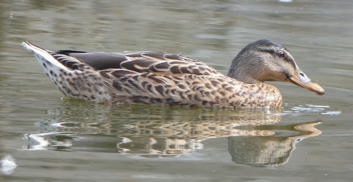 Canard colvert  - Magali Hivert