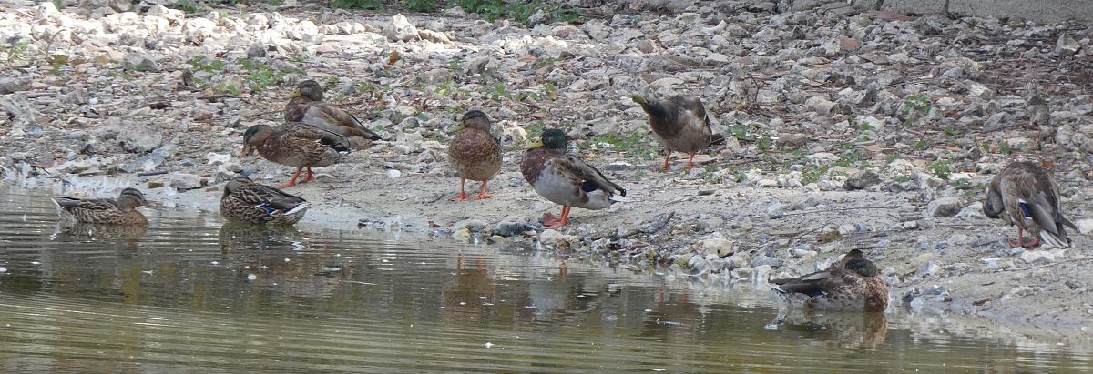 Canard colvert  - Magali Hivert