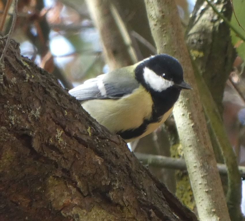 Mésange charbonnière  - Magali Hivert