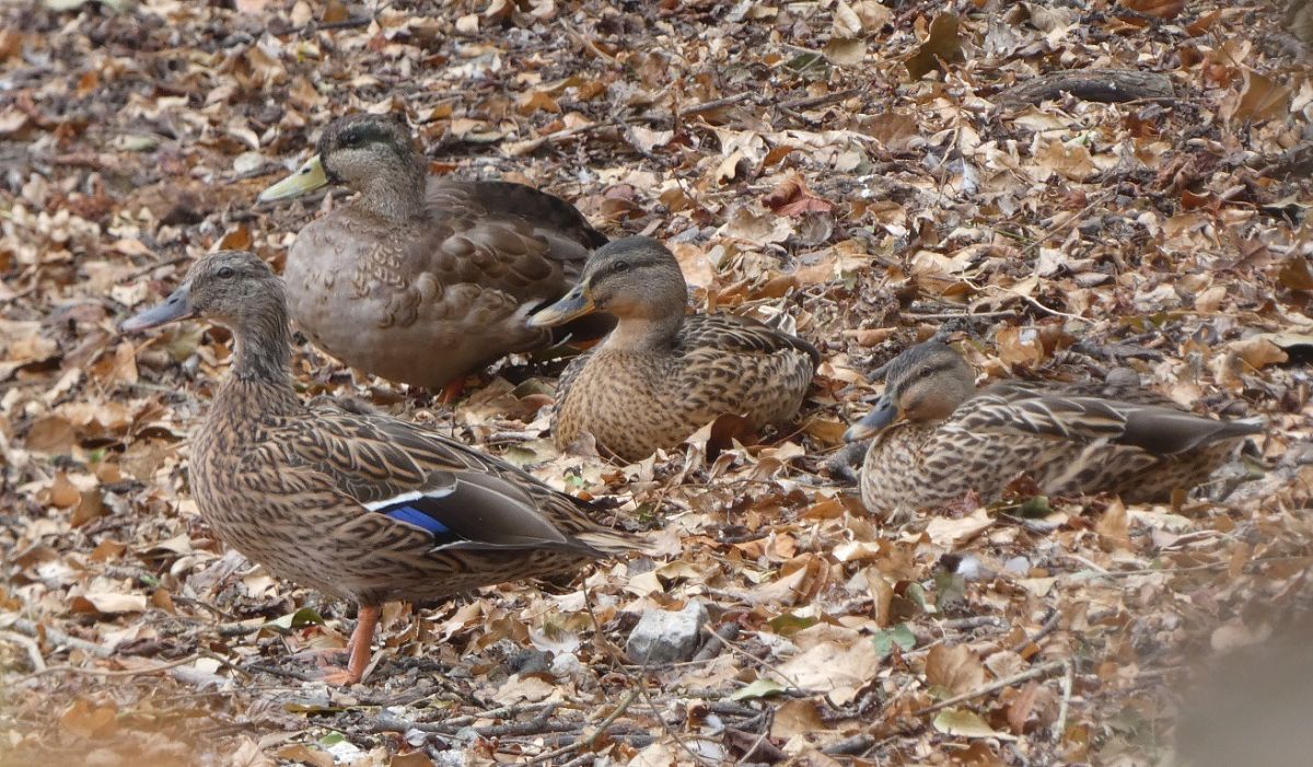 Canard colvert  - Magali Hivert