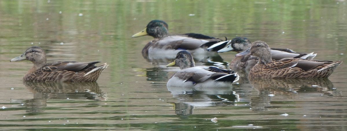 Canard colvert  - Magali Hivert