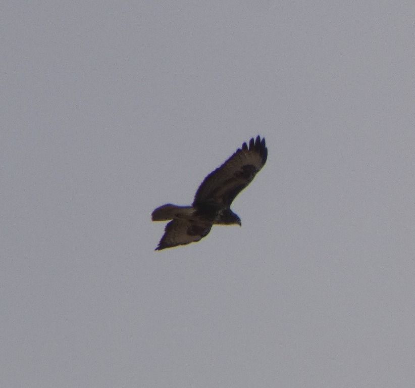 Buse variable  - Magali Hivert