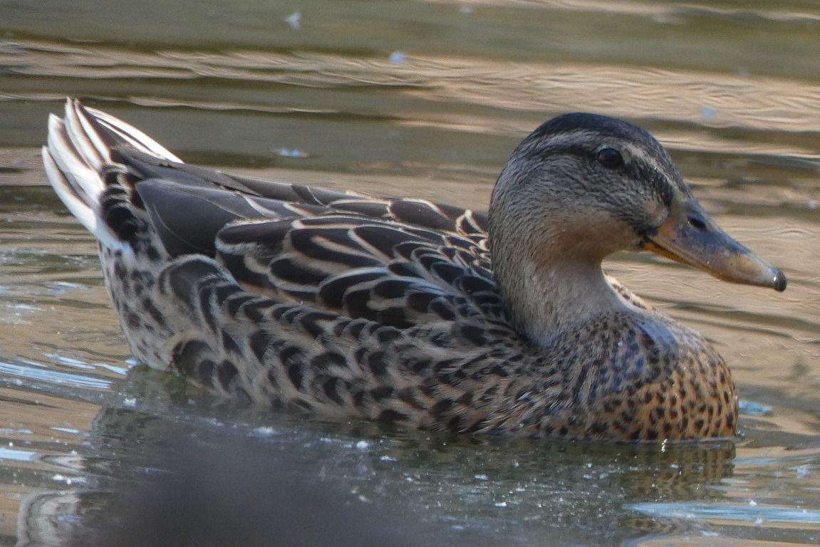 Canard colvert  - Magali Hivert