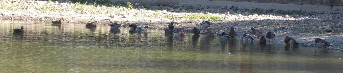 Canard colvert  - Magali Hivert