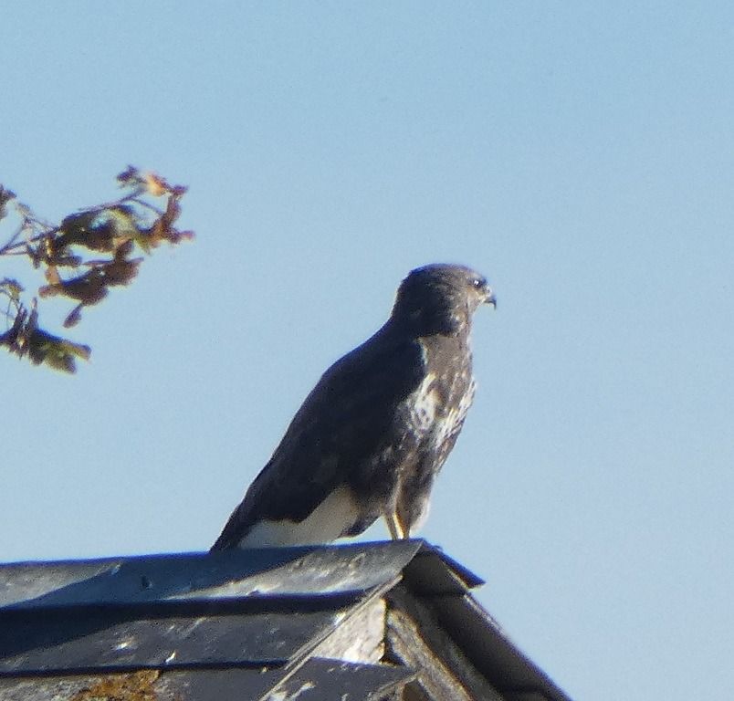 Buse variable  - Magali Hivert