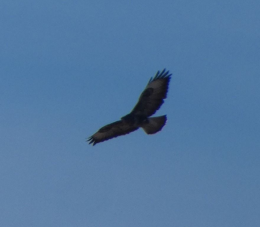 Buse variable  - Magali Hivert