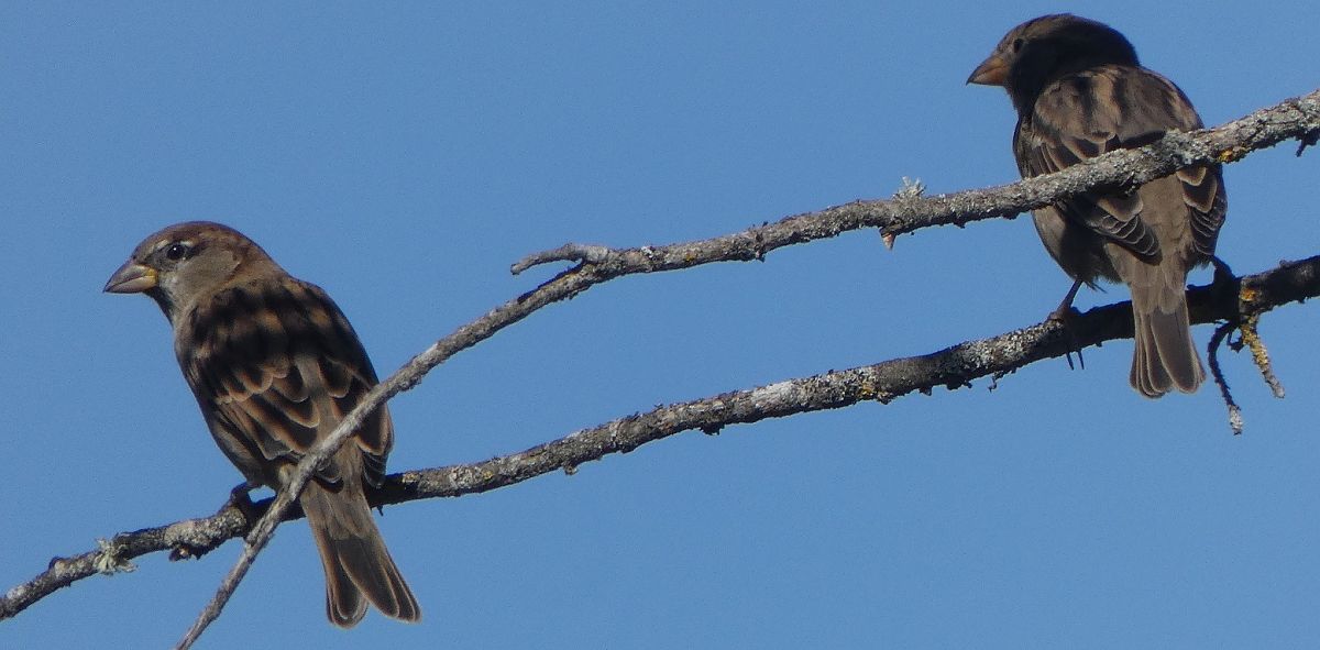 Moineau domestique  - Magali Hivert
