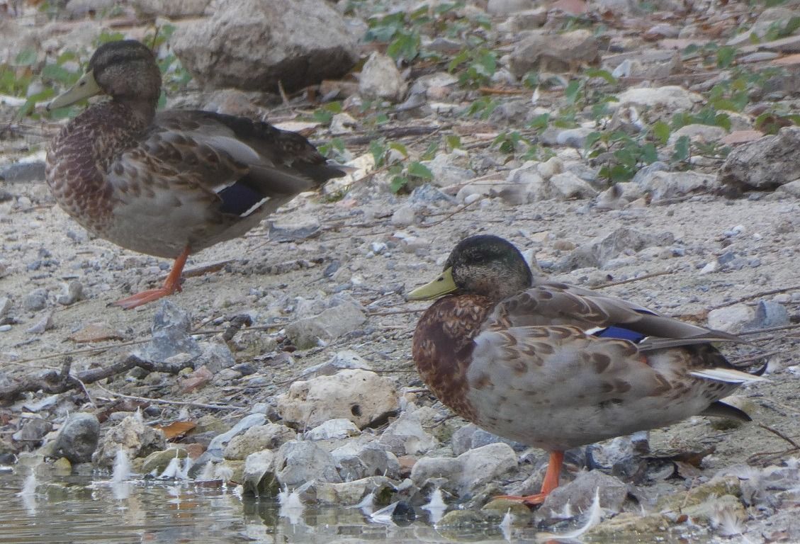 Canard colvert  - Magali Hivert