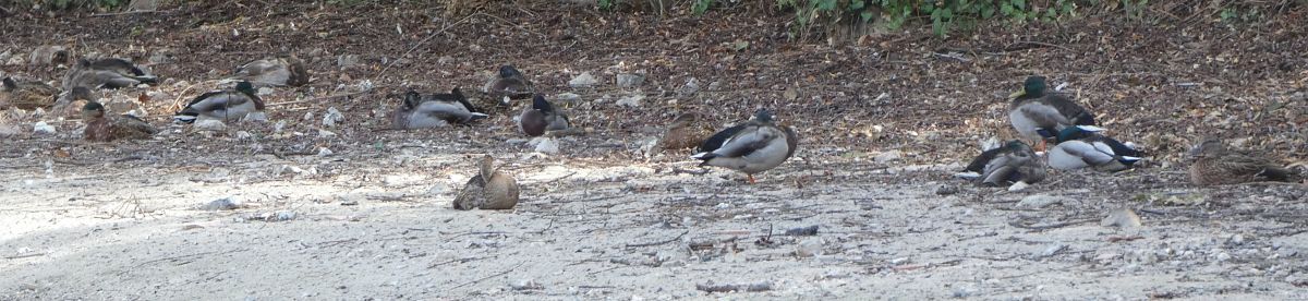 Canard colvert  - Magali Hivert