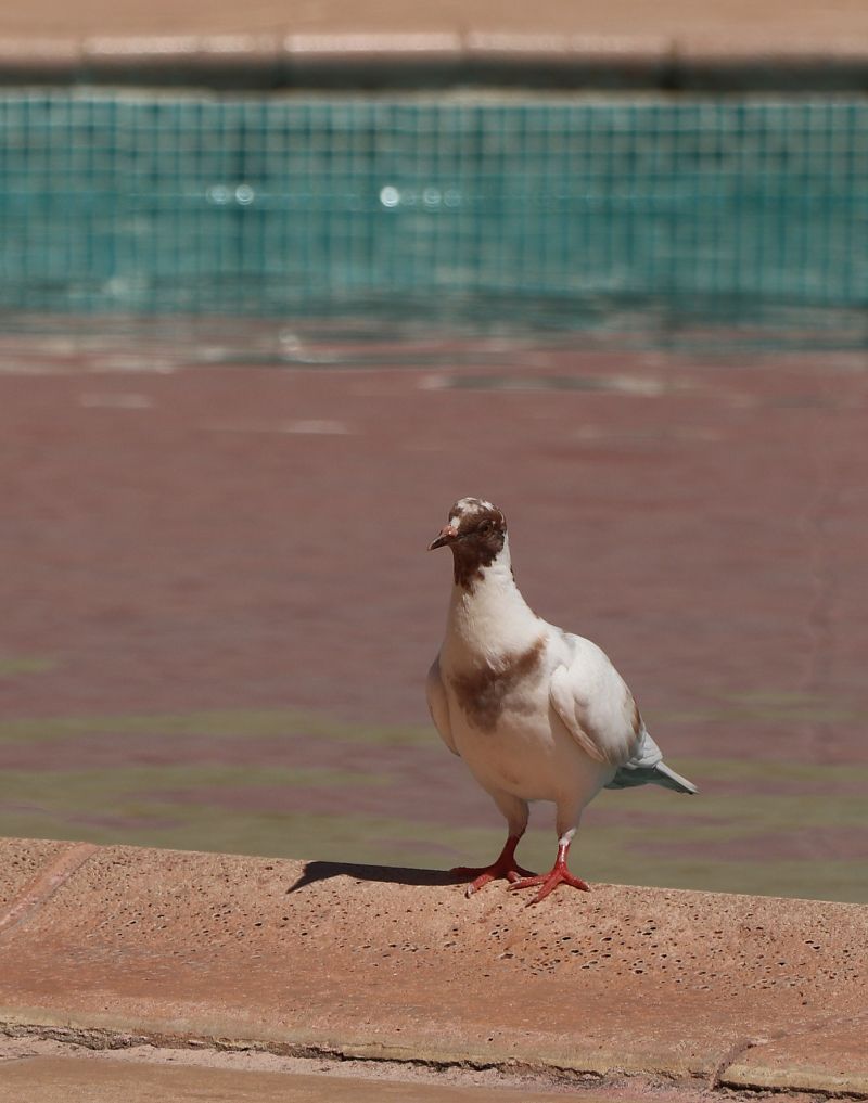 Pigeon biset domestique  - Isabel Martinez-Arrabal