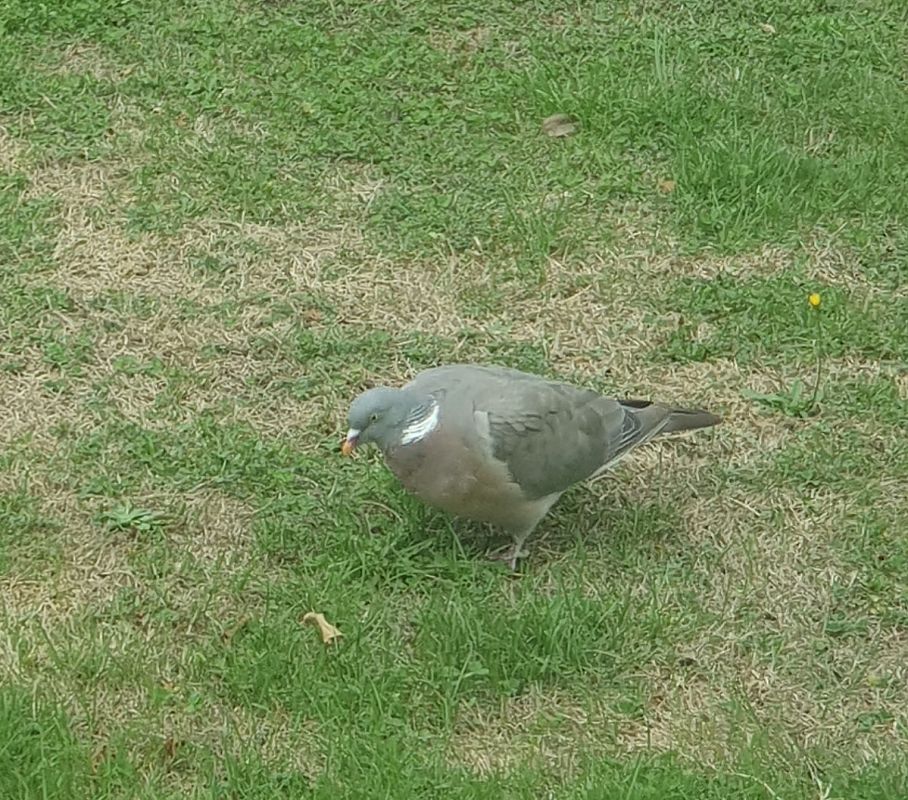 Pigeon ramier  - Jean-Michel Martin