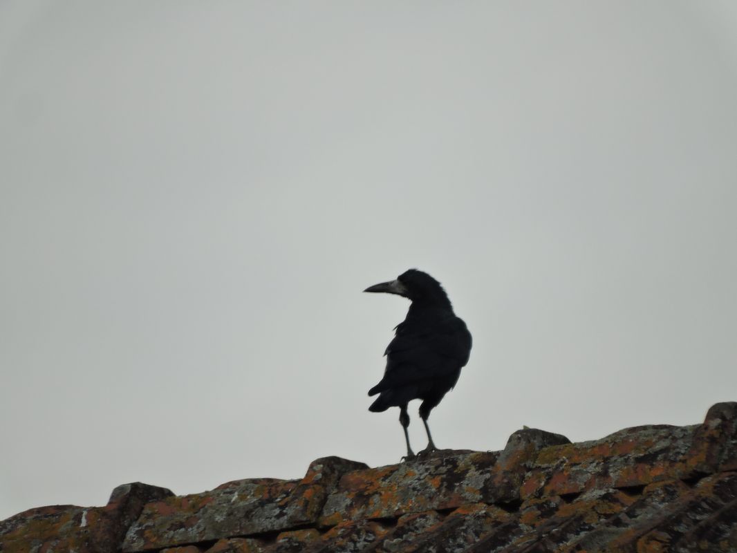 Corbeau freux  - Galland Odile
