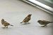 Moineau domestique 
