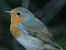 Rougegorge familier (Erithacus rubecula) © Xavier Terrassier