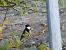 Mésange charbonnière (Parus major) © auteur non diffusé