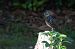 Étourneau sansonnet (Sturnus vulgaris) © Séverine Czn