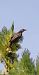 Grive draine (Turdus viscivorus) © Emmanuelle Da Silva