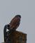 Faucon crécerelle (Falco tinnunculus) © Magali Hivert