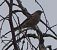 Pinson des arbres (Fringilla coelebs) © Magali Hivert