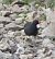 Gallinule poule-d'eau (Gallinula chloropus) © Magali Hivert