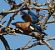 Martin-pêcheur d'Europe (Alcedo atthis) © Magali Hivert