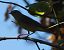 Pouillot fitis (Phylloscopus trochilus) © Magali Hivert