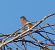 Pinson des arbres (Fringilla coelebs) © Magali Hivert