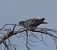 Pigeon colombin (Columba oenas) © Magali Hivert