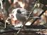 Pinson des arbres (Fringilla coelebs) © Magali Hivert