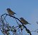 Verdier d'Europe (Chloris chloris) © Magali Hivert