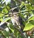 Moineau domestique (Passer domesticus) © Magali Hivert