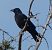 Corneille noire (Corvus corone) © Magali Hivert
