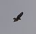 Buse variable (Buteo buteo) © Magali Hivert