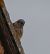 Faucon crécerelle (Falco tinnunculus) © Magali Hivert