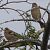 Pinson des arbres (Fringilla coelebs) © Magali Hivert