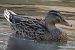 Canard colvert  - Magali Hivert