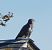 Buse variable  - Magali Hivert