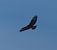 Buse variable (Buteo buteo) © Magali Hivert