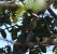 Pinson des arbres (Fringilla coelebs) © Magali Hivert