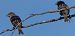 Moineau domestique (Passer domesticus) © Magali Hivert