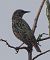 Étourneau sansonnet (Sturnus vulgaris) © Magali Hivert
