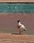 Pigeon biset domestique (Columba livia f. domestica) © Isabel Martinez-Arrabal