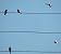 Hirondelle rustique (Hirundo rustica) © Sonia Le Corvaisier