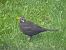 Merle noir (Turdus merula) © Remy Simon