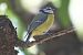 Mésange bleue (Cyanistes caeruleus) © Alain Millot