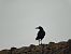 Corbeau freux (Corvus frugilegus) © Galland Odile